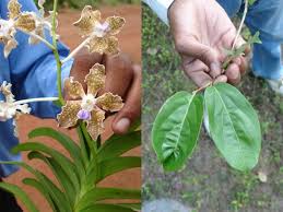 Image result for Blepharispermum