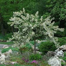 The flowers of crabapple tree are to be expected in full bloom during late april up to middle of may. Tina Flowering Crabapple Malus Sargentii Tina In Inver Grove Heights Minnesota Mn At Gertens