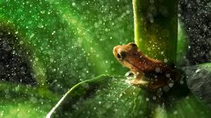We have a massive amount of desktop and mobile backgrounds. 52 Animated Frog
