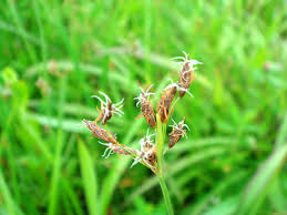 Image result for Fimbristylis complanata