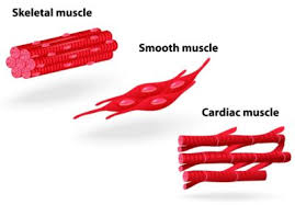 Serabut otot mampu berkontraksi ketika mendapatkan rangsang dari impuls saraf. Sistem Otot Manusia Dan Masing Masing Fungsinya Hello Sehat