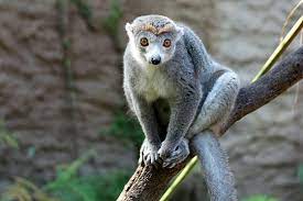 Lemur protocol 5% tax 3% is locked in lps 2% redistributed to all lemurians. Crowned Lemurs Meet Them At Zoo Leipzig