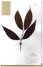 Image result for Aidia micrantha