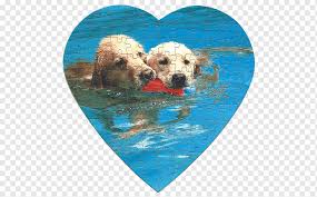 Maybe you would like to learn more about one of these? Golden Retriever Jigsaw Puzzles Puppy Golden Retriever Animals Carnivoran Cardboard Png Pngwing