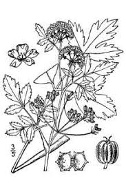 Image result for Apium graveolens
