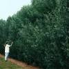 These trees are over 15 foot tall at the time of the picture. Https Encrypted Tbn0 Gstatic Com Images Q Tbn And9gcswqzvpxper0uw2zc63iewwmeh5pbsv6lbmjtjmowqzkuddj6z2 Usqp Cau