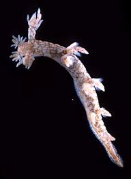 Image result for Hermannia seineri