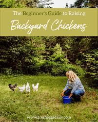 Well, if any of this sounds like a dream come true to you, then you'll want to tune into this complete guide to raising backyard chickens. The Beginners Guide To Raising Backyard Chickens Fresh Eggs Daily