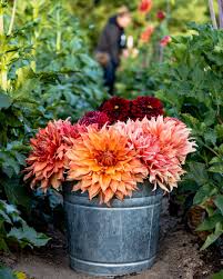 You can dry your own flowers at home, or buy dried flowers ($10, etsy) and dried grasses ($17, etsy) online. 5 Things I Wish I Knew About First Year Flower Farming Business Sierra Flower Farm