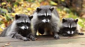10 Raccoon Fun Facts: Get to Know These Trash Bandits