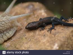 Check spelling or type a new query. Is A Snail A Reptile Or Amphibian Off 77 Www Usushimd Com