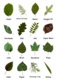 british trees leaves identification google search garden