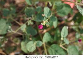 Image result for Boerhavia repens