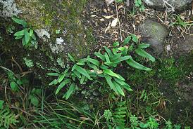 Image result for Lepisorus