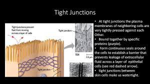 Plasmodesmata (singular = plasmodesma) are junctions between plant cells, whereas animal cell contacts include tight and gap junctions, and desmosomes. Tight Junctions Desmosomes And Gap Junctions In Animal Cells Ppt Download