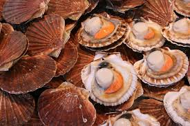 Port En Bessin 250 Kg De Coquilles Saint Jacques Sans Tracabilite Saisis Et Detruits La Renaissance Le Bessin