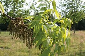 Growing Pecans In North Carolina Nc State Extension