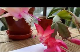 The general care of the christmas cactus directly depends on the phase of the natural cycle that the plant is experiencing at the moment. How To Propagate A Christmas Cactus Take Care Of It Christmas Cactus Christmas Cactus Flower Christmas Cactus Plant