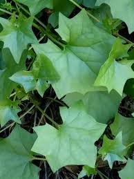 Image result for Delairea odorata