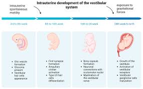 Head Righting Reflex Delays Cause Poor Attention Issues - Integrated  Learning Strategies