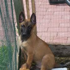 Mon chiot et moi malinois aux lattes petit lieudit tâches fauves chien malinois en algerie bringées ou répercuter au client une. A Vendre Chiots Berger Malinois Tournai 7500 Toutypasse Be