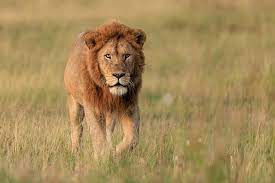The Majestic Lion in Africa: Facts, Habitat & Where to See Them