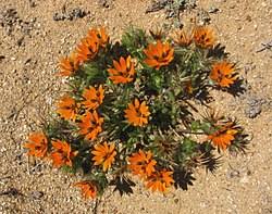 Image result for Hirpicium antunesii