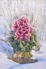 Flowers that bloom in winter in georgia. 19 Best Winter Flowers Flowers That Bloom In Winter