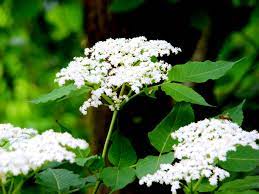 Maybe you would like to learn more about one of these? Elderflower Health Benefits Information From Flora Force