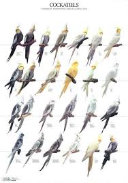 Pin On Aviculture Psittacines Parrots