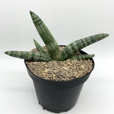 Image result for Sansevieria hallii