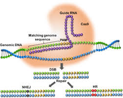 Genetically Modified Foods A Critical Review Of Their