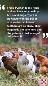 What S The Best Chicken Feed Carissa B Says Purinapoultry Is Her Favorite Try Purina For Yourself Sign Up For Ou Purina Poultry Animal Nutrition Purina