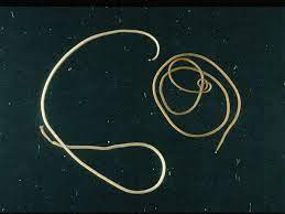Смотрите видео horsehair worm parasitic worm онлайн. Parasitic Horsehair Worms Facts Life Cycle And Effects Owlcation