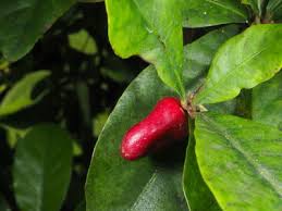 Image result for Synsepalum cerasiferum