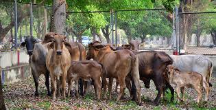 Resultado de imagen para alvaro uribe  su finca SUS CULTIVOS Y CABALLOS