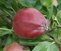 Growing fruit trees is often easier than people expect! Crimson Queening Apple Fruit Trees For Sale Order Online