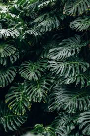 Download and use 40,000+ plants stock photos for free. 27 Plants Pictures Download Free Images On Unsplash Plant Wallpaper Plants Plant Aesthetic