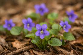 Image result for Bromuniola gossweileri