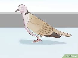 How To Choose Pet Doves With Pictures Wikihow