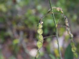 Image result for Desmodium tortuosum
