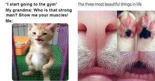 We did not find results for: Dance Away To Another Caturday 46 Cat Memes Mimicnews