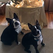 Sar has tied up with more than 125,000+ pet care centers to serve you better. Precious Pet Sitting More Llc Home Facebook