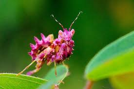 Pink Praying Mantis Praying Mantis Orchid Mantis Beautiful Bugs