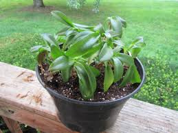 Image result for Ledebouria Unidentified sp. no3.