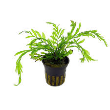 Image result for Nymphaea heudelotii