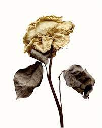 Angelina Mccormick S O S H A L L W O R K Wilted Flowers Nature Photography Flowers Dying Flowers