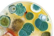 Algae is deep green in appearance and slippery to touch. Mold Wikipedia