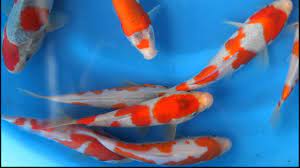 Kanno Koi Farm Tategoi Goshiki Tosai 2012 Youtube Carpe koi goshiki le sumi ( noir ) doit encore sortir sur cette koi taille : kanno koi farm tategoi goshiki tosai 2012