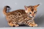 Bengal Cat Facts | Bengal Cat World